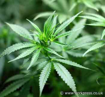 Man and woman arrested on suspicion of growing cannabis after flat raid