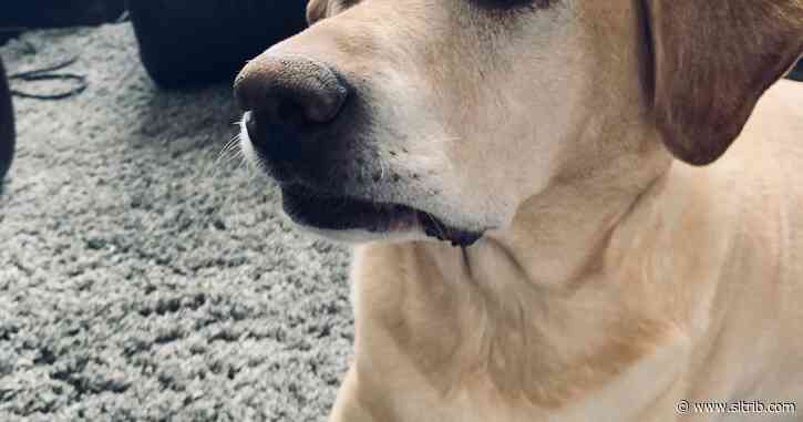 Robert Kirby: Pets and the marks they leave behind