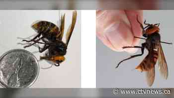 'Murder hornets' may spread east from B.C. if not eradicated, entomologist says