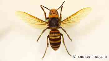 The Case of the Murder Hornet