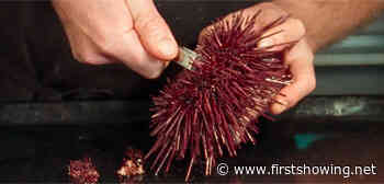 Official Trailer for 'The Delicacy' Food Doc About Harvesting Sea Urchin