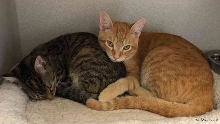 PACC receives grants to help with COVID-19 response