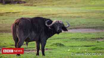 Water buffalo attack leaves one dead and two injured in Usk