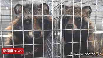 Coronavirus: Calls to shut down 'dirty fur trade'
