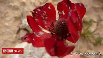 Coronavirus lockdown: Can nature help improve our mood?