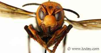 What are 'murder hornets' and why won't people stop talking about them?