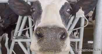 Canada’s food industry leaders say $252M aid falls short of need amid COVID-19