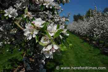 Herefordshire cider makers start delivery services as vital events cancelled - Hereford Times