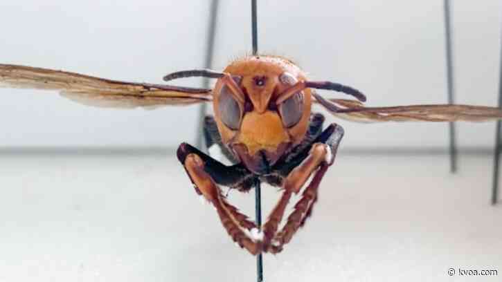 Could ‘murder hornets’ be a problem in Arizona?