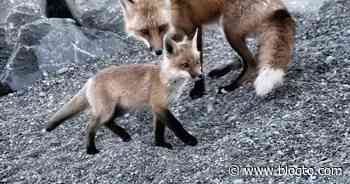 People in Toronto keep visiting the cute family of foxes in the Beaches - blogTO