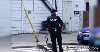 Videos show police escorting family of geese through downtown Toronto - blogTO