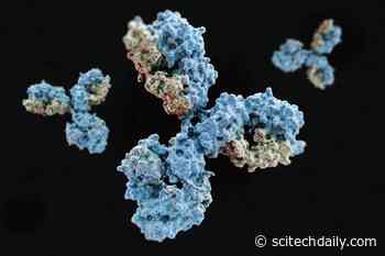 Antibody Discovered That Blocks Infection by SARS-CoV-2 (COVID-19 Coronavirus) in Cells