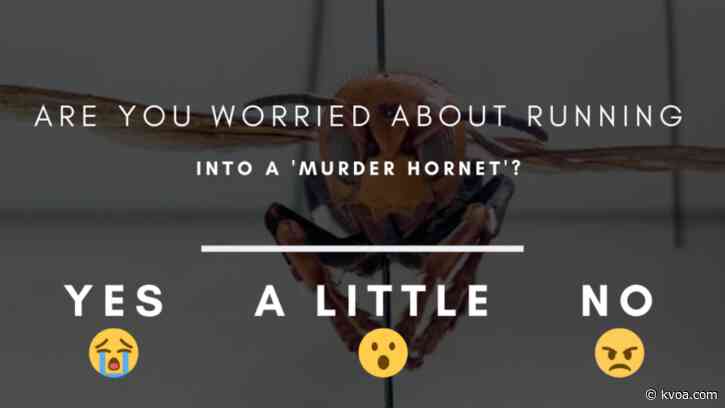 Will ‘Murder Hornets’ make their way to Tucson?