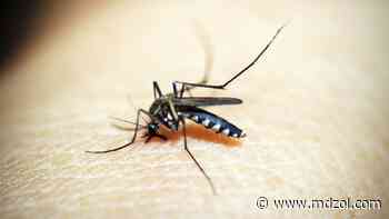 Buenos Aires, con la misma cantidad de pacientes con dengue y coronavirus - MDZ Online