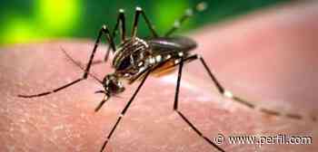 Casi 6000 casos de dengue confirmados en la Ciudad de Buenos Aires y no descartan un aumento - Perfil.com