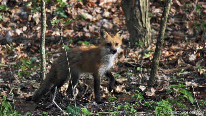 Humane Animal Rescue Workers Release Recovered Fox Back Into The Wild