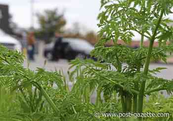 Poison hemlock invades state's yards, fields and roadsides