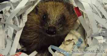 RSPCA emergency appeal as 540 hedgehogs rescued during lockdown