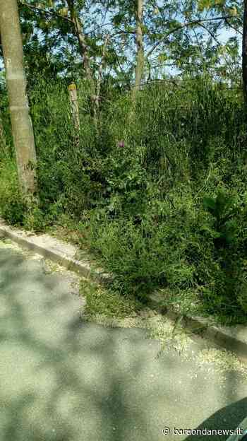 Cerveteri, Piergentili (Lega): "Erba alta in Via dei Vignali, necessario intervento" - BaraondaNews