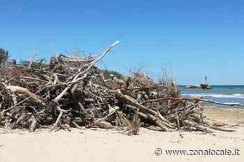 Erba alta un metro in aiuole e lungo le strade, Barisano: "Stiamo lavorando. Abbiamo un programma" - Zonalocale