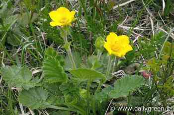 Cariofillata, l’erba digestiva di S. Benedetto - dailygreen.it
