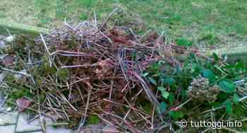 Ad Assisi, raccolta straordinaria porta a porta di erba-potature-alluminio - TuttOggi