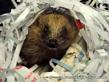 More than 200 hedgehogs taken into care in County Durham last year - The Northern Echo