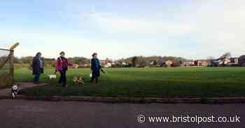Dozens of dead fish left in river in Clevedon