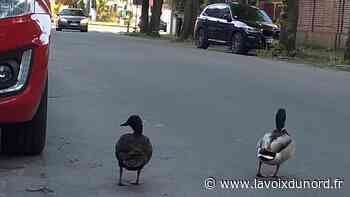 Des canards qui profitent des rues d'Arras - La Voix du Nord