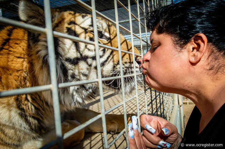 With push from ‘Tiger King,’ locals back federal law to limit ownership of big cats