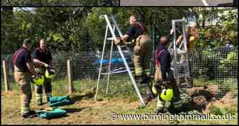 Trapped deer dies after getting stuck between two fences