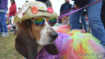 Tri-State Basset Hound Rescue continues life-saving mission through virtual events