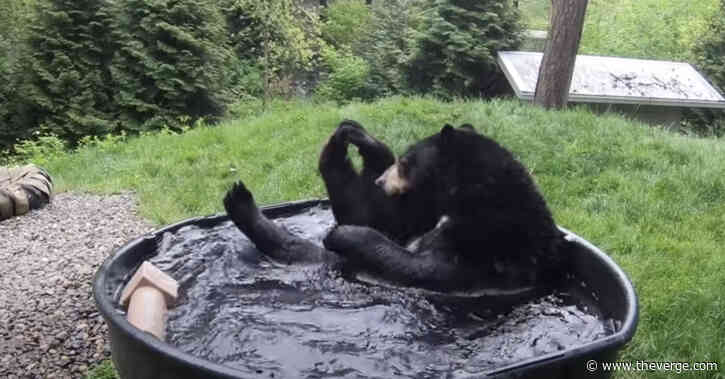 It’s Wednesday: here’s a bear in a tub