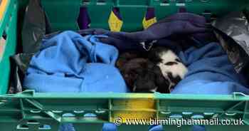 "Cruelty beyond belief" - kittens dumped in Tamworth bin