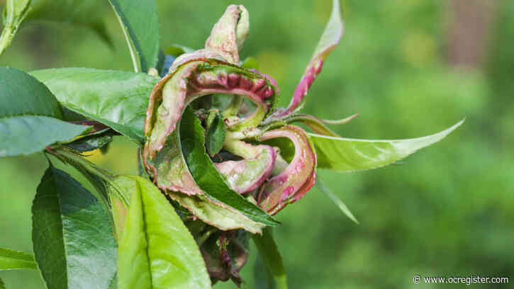 What are those weird things on the leaves of my peach tree?