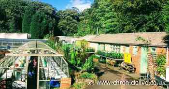 Gateshead garden nursery is helping cheer up lockdown with plant deliveries