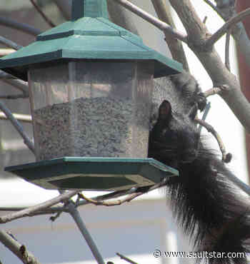 For the birds?