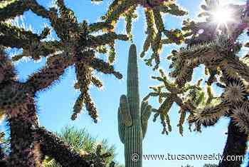 It's Really Hot Outside So If You Go Hiking at Saguaro National Park, Go Early in Morning So You Won't Have To Be Rescued