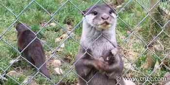 Otters juggle rocks when they've got the munchies, scientists say     - CNET