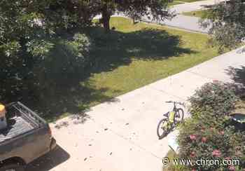 Video: Thousands of honey bees swarm Pearland woman's home - Chron