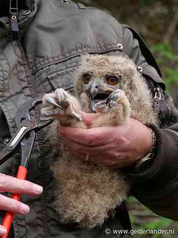 Jonge oehoes geringd in steengroeve Winterswijk