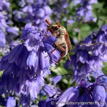 Garden bug has mixed reception