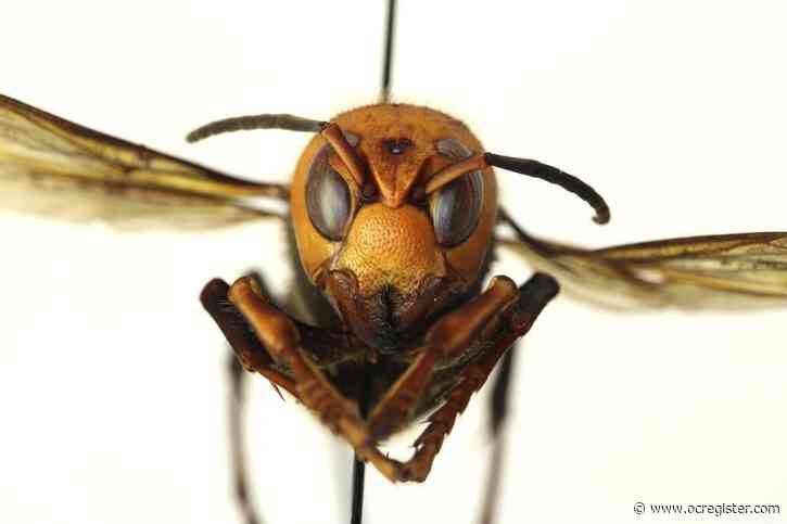 There’s nothing to fear yet from giant hornets, UC Riverside researchers says