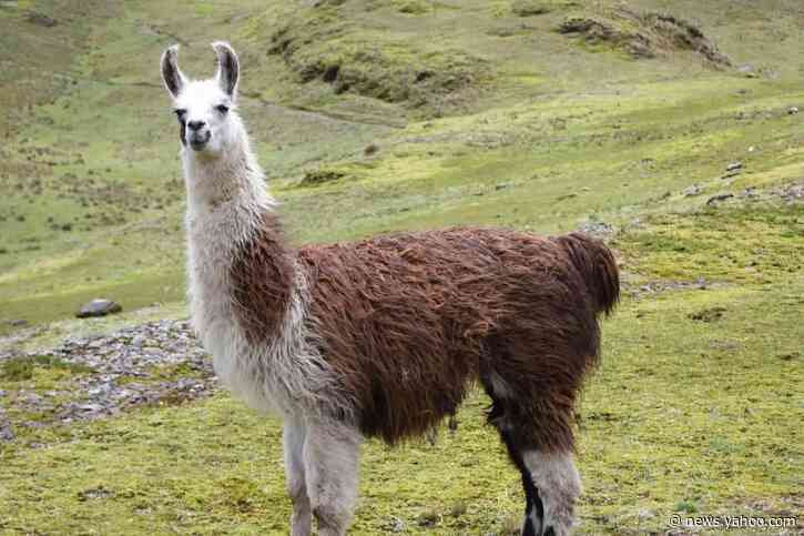 Llamas may hold the key to an effective coronavirus treatment