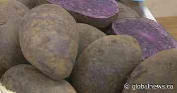 Potato surplus and halted processing impacts new Alberta crops