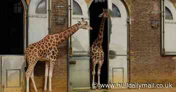 London Zoo appeals for financial help amid coronavirus lockdown