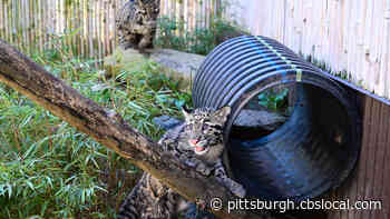Pittsburgh Zoo & PPG Aquarium Making Plans To Reopen, Despite No Set Date