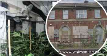 Cannabis factory in abandoned pub just 100m away from police station