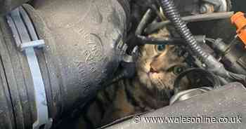 Cat missing for two days found alive stuck in engine of car driven to Tesco