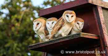 A walk on the surprisingly wild side of the Bristol Port Company